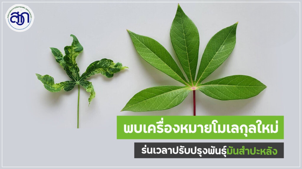 การปรับปรุงพันธุ์พืชเชิงโมเลกุล