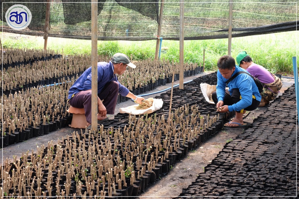 ฐานข้อมูลพันธุกรรมพืชไทย