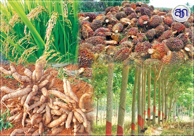 พืชเศรษฐกิจสายพันธุ์ปรับปรุงใหม่